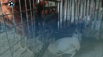 أسعار الفراخ البلدي في الإسكندرية اليوم الأربعاء